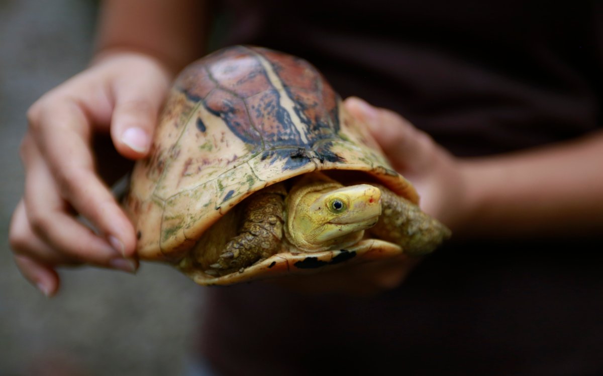 FILE - In this Aug 25, 2019, file photo, a conservationist holds up a Central Vietnamese flowerback box turtle (Bourret's box turtle) at a sanctuary in Cuc Phuong national park in Ninh Binh province, Vietnam. Vietnamese Prime Minister Nguyen Xuan Phuc on Thursday signed a directive to ban wildlife imports and closes illegal wildlife markets as a response to the thread of zoonotic diseases such as COVID-19. (AP Photo/Hau Dinh, File).