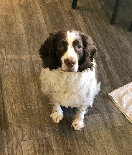 Daisy passed away Saturday, July 4, 2020.