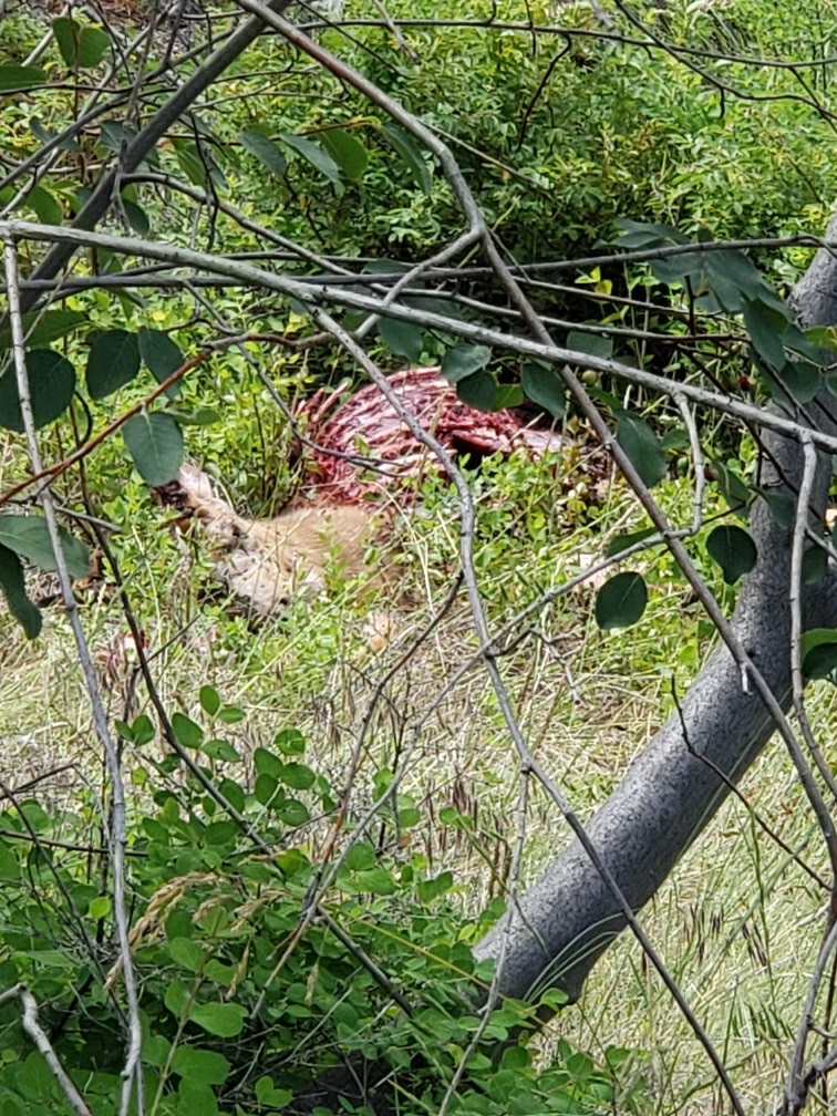 The remains of a deer attacked and killed by a dog near Naramata after predators got to it.