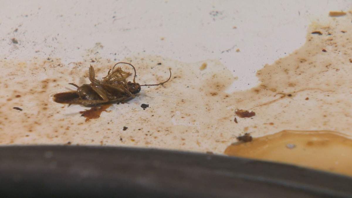 Andrew Tait is paying thousands of dollars to clean up the mess his recent tenant left behind.