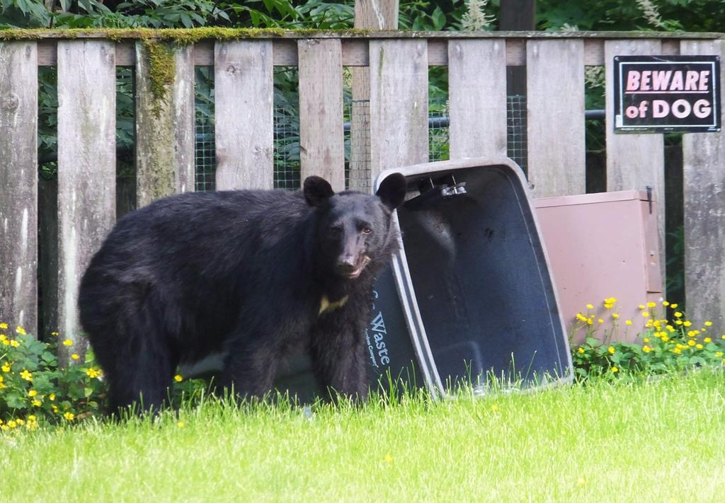 A black bear looks up from rifling through the garbage in the front yard of a home in Juneau, Alaska, on July 6, 2014.