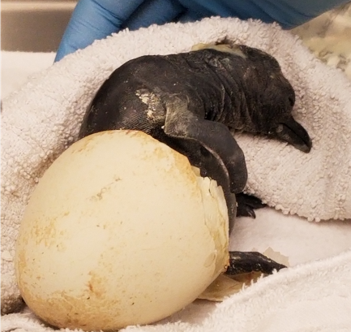 Staff at the Calgary Zoo are celebrating the hatching of a King penguin from mom Grace (age 12) and dad Solomon (age 17).
