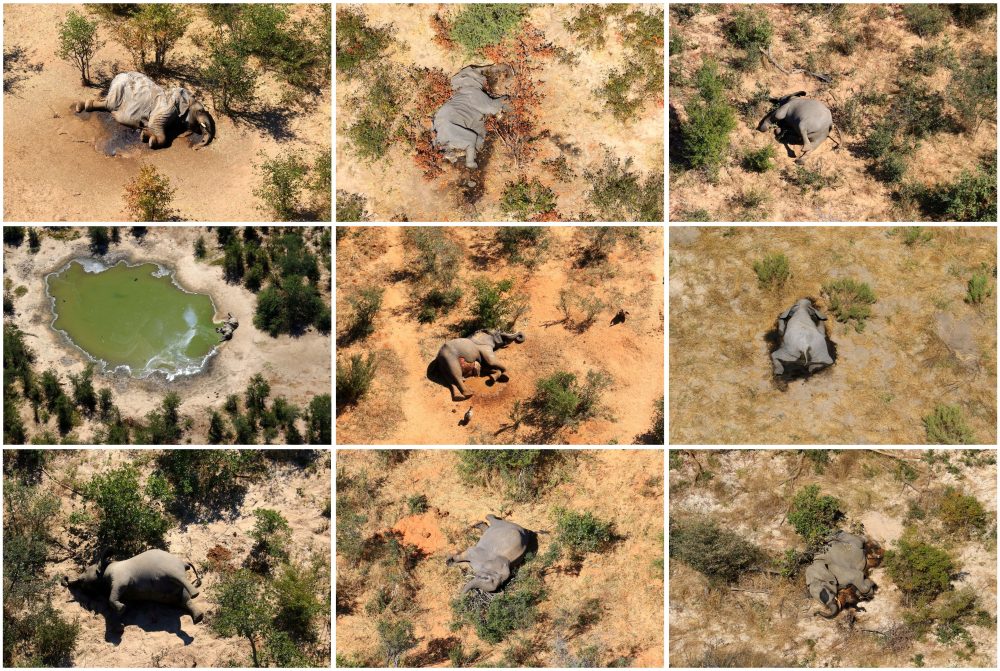 A combination photo shows dead elephants in Okavango Delta, Botswana May-June, 2020.