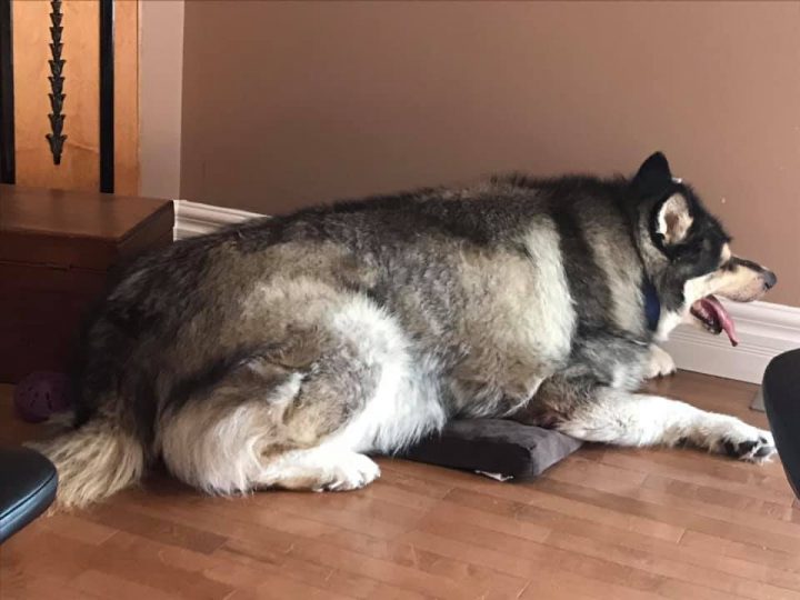 Woody was discovered adandoned in a muddy creek in Coaldale, AB last month.