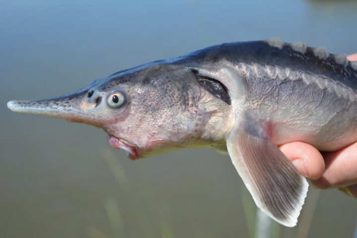 A so-called "sturddlefish," bred from a Russian sturgeon and an American paddlefish, is shown.