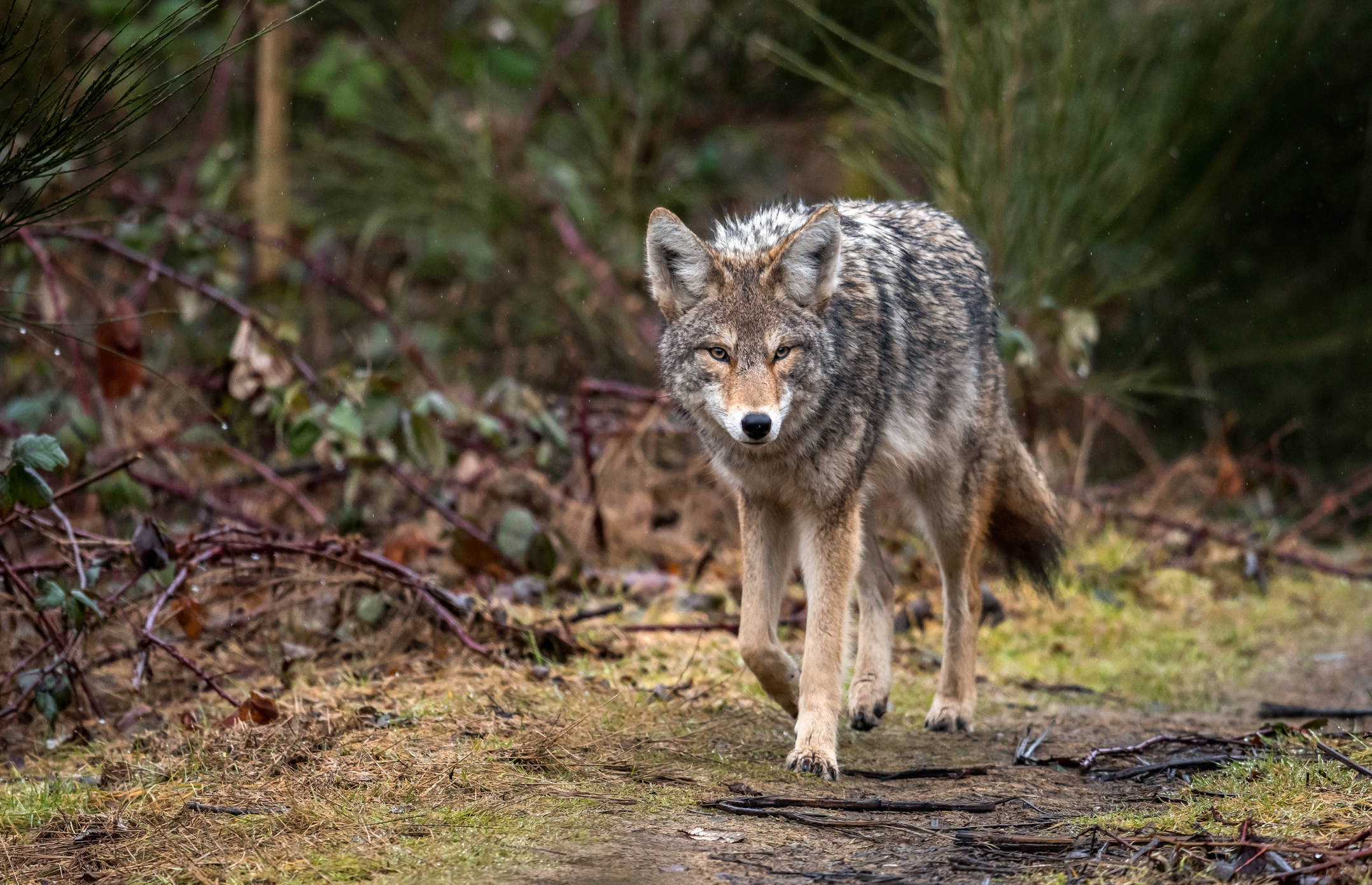 ‘Predatory’ Coyotes Prompt Closure Of Part Of Winnipeg’s Assiniboine ...