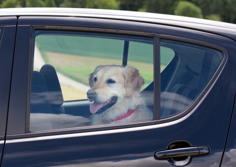 A dog sits in the back of a parked car in this file photo. 