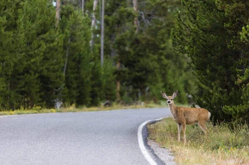 A young deer is shown on the side of the road in a file photo. 
