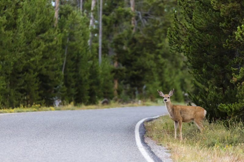 A young deer is shown on the side of the road in a file photo. 
