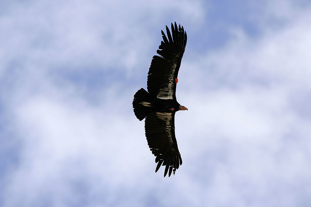 Endangered California condors land in Sequoia National Park for