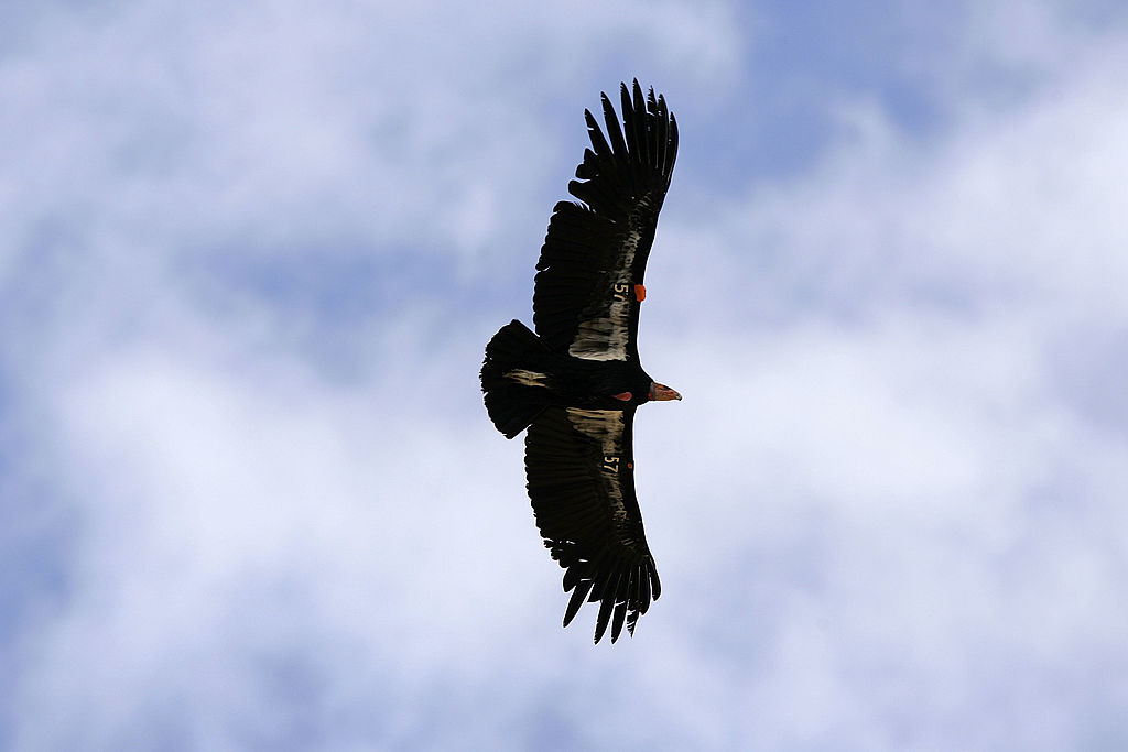 A rare and endangered California condor flies near Arizona's Grand Canyon National Park in 2007. 