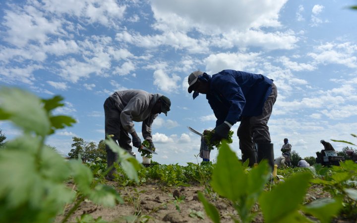 undocumented-workers-canada-news-videos-articles