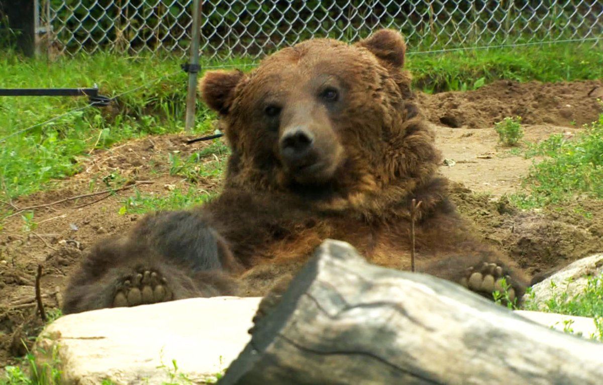 The Saskatoon zoo offers glimpses of grizzly bears and other animals.