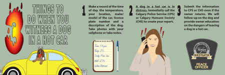 ‘Animals are safer left at home’: What to do if you see a dog in a hot ...