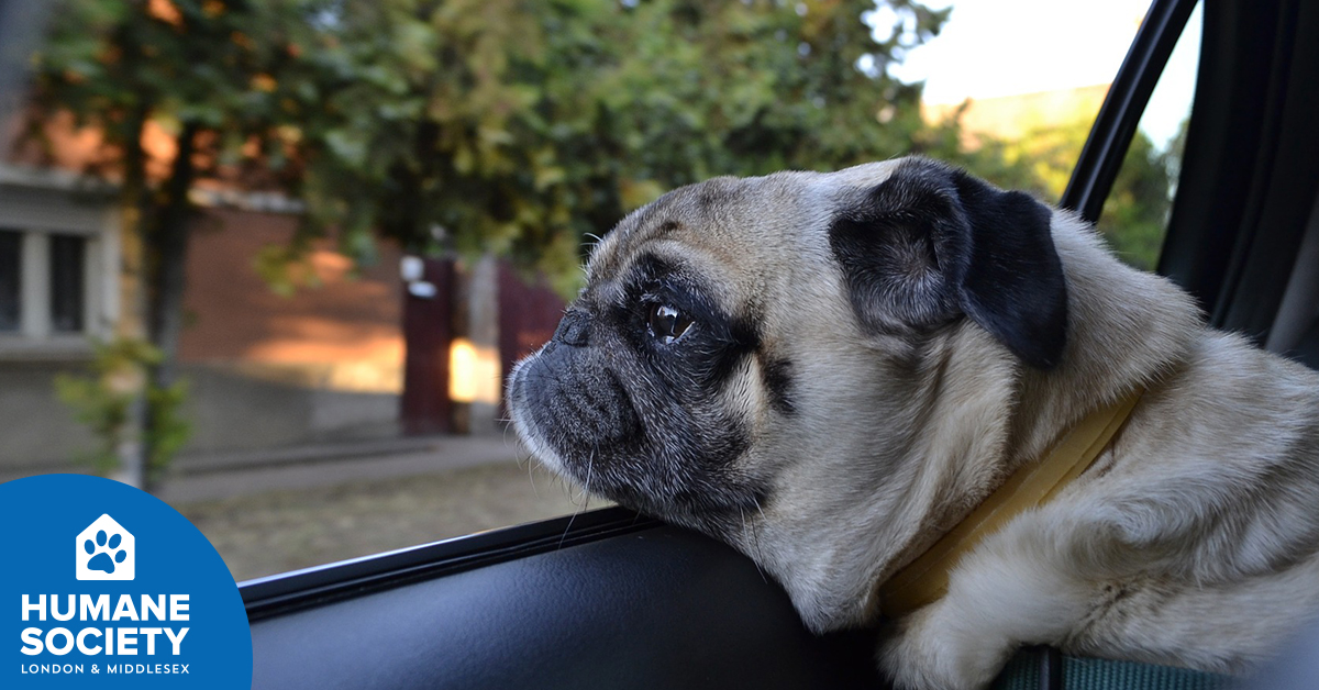 Hslm Issues Safety Reminder Norfolk County Opp Lay Charge After Dog Left In Hot Vehicle London Globalnews Ca