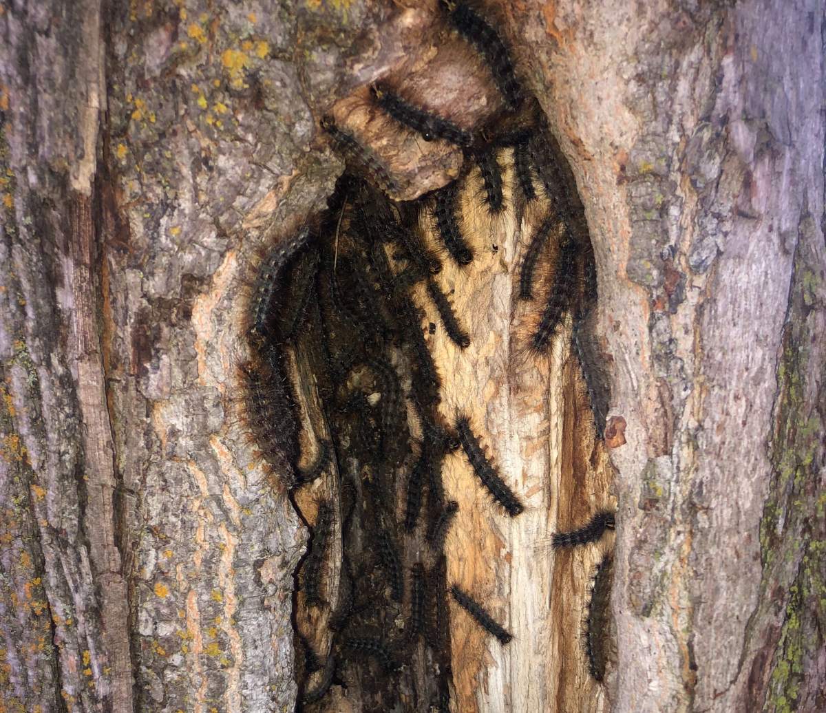 Some rural Hamilton residents are upset that the city did not conduct aerial spraying this spring to control gypsy moth populations.