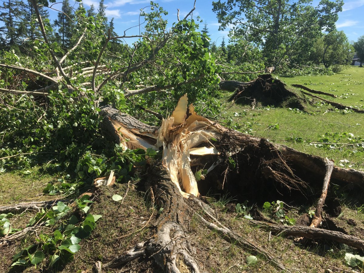 Trees toppled, buildings damaged south of Edmonton as severe weather