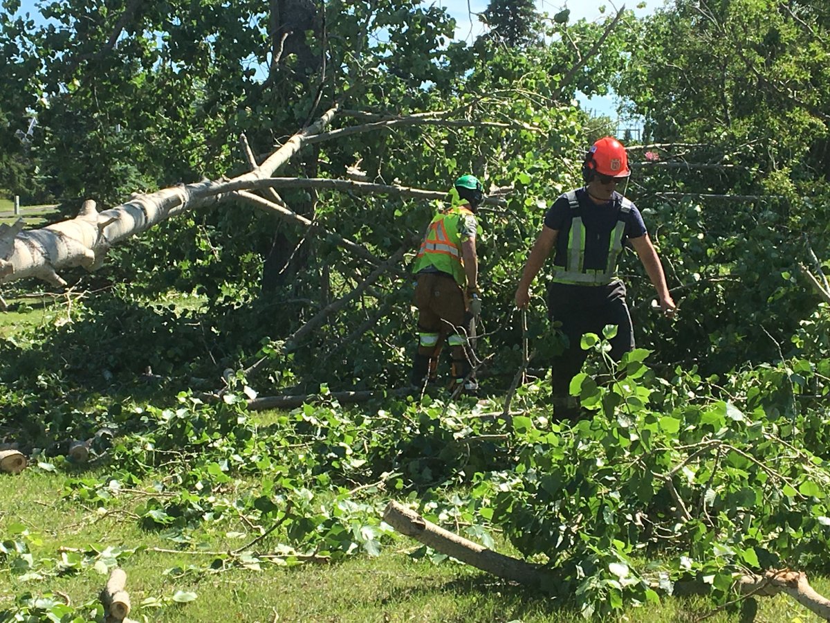 Trees toppled, buildings damaged south of Edmonton as severe weather