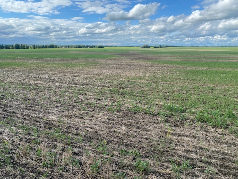 John Guelly’s crops in Westlock county have taken a beating from the ongoing rain.