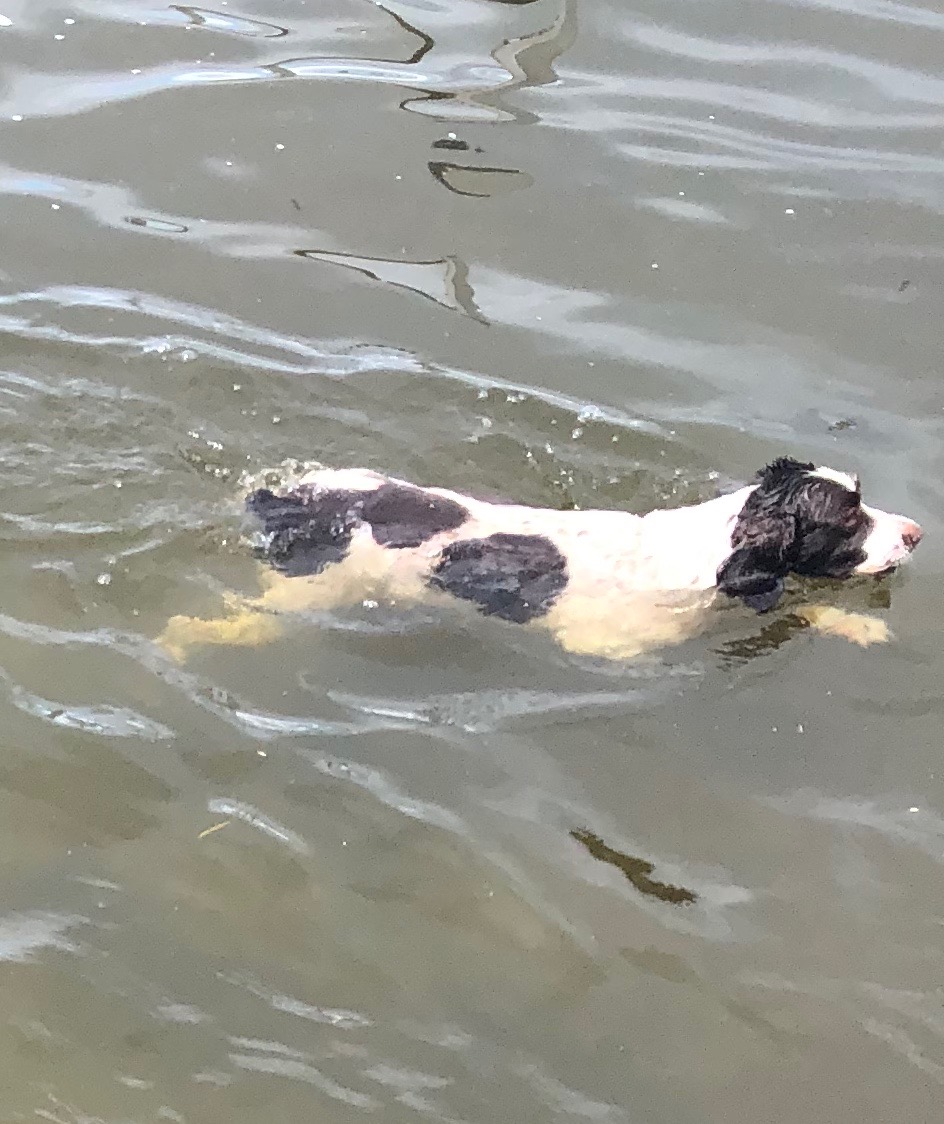 Daisy, swimming in Moose Lake the day before blue-green algae blooms swept into the area. Daisy passed away Saturday, July 4, 2020.