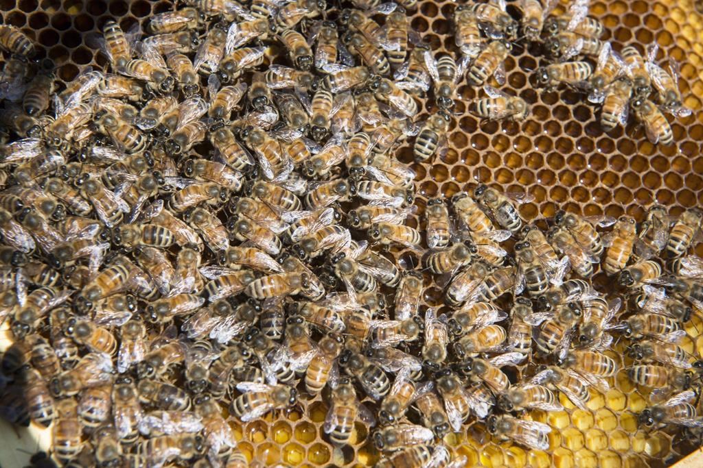 Bees are seen on a frame from a hive in Montreal on May 19, 2022. THE CANADIAN PRESS/Paul Chiasson.