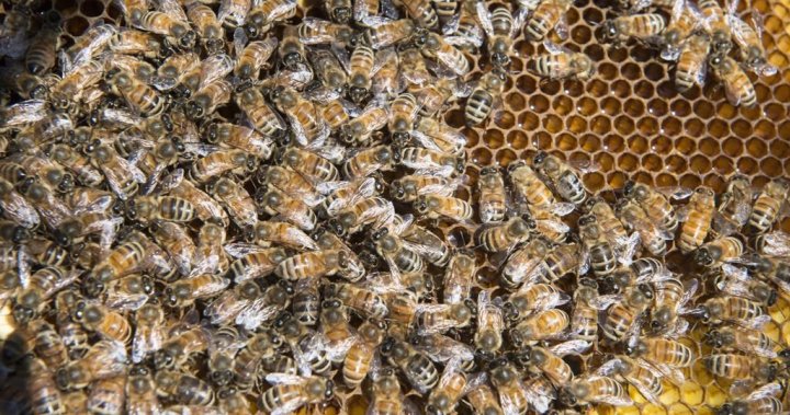 Thousands of bees survive being buried in La Palma volcano ash for weeks