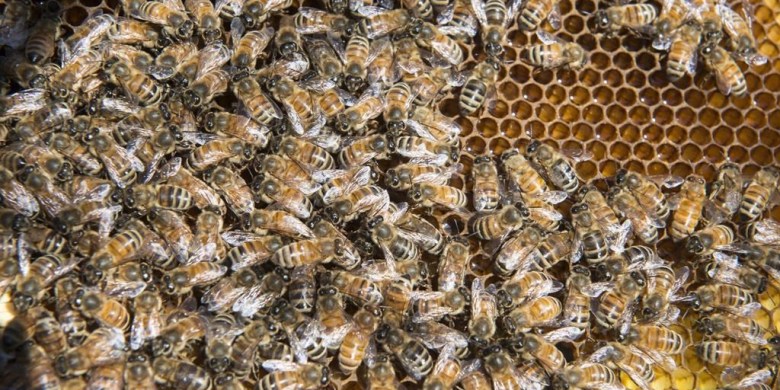 Thousands of bees survive being buried in La Palma volcano ash for weeks