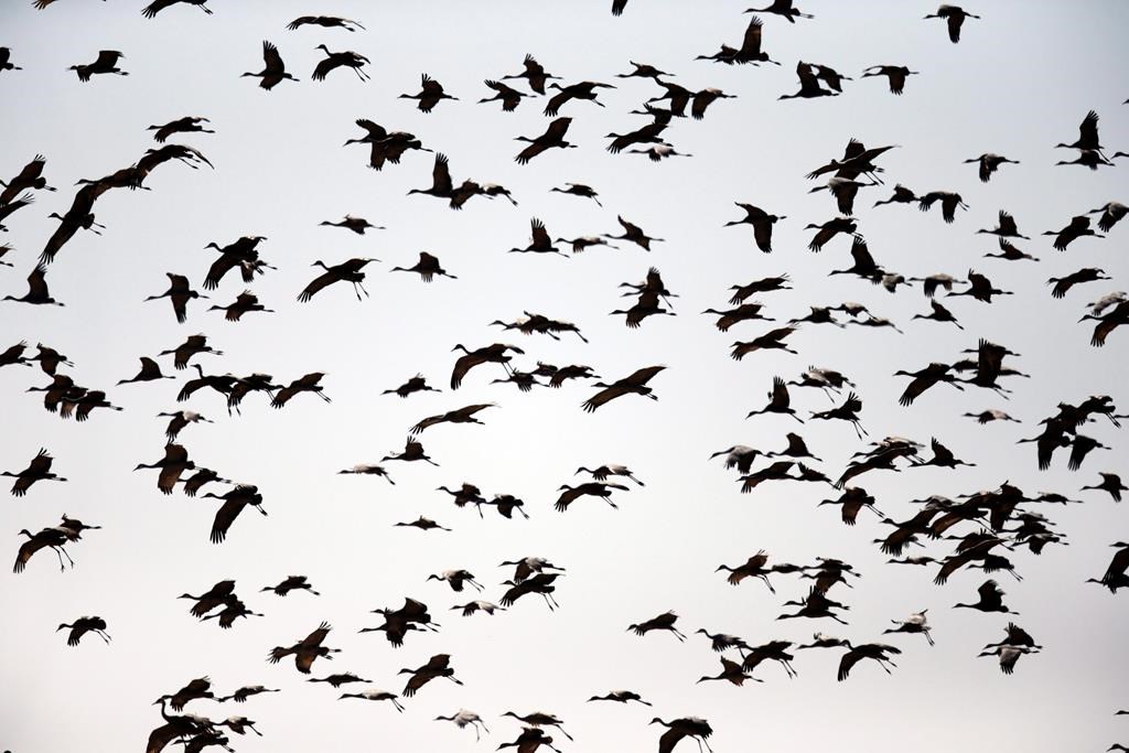 Sandhill cranes come in for a landing near Gibbon, Neb., on March 15, 2018. Alberta has announced there will be a sandhill crane hunting season this fall, a hunt that's been opposed by an environment group and was previously rejected by the provincial government three times in the past.