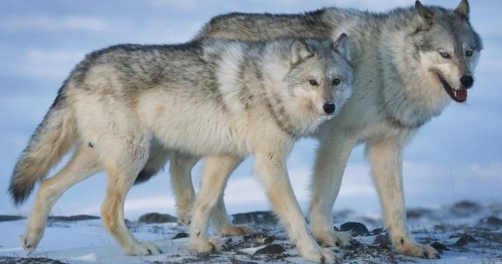 B.C. government won’t release photos of controversial wolf cull