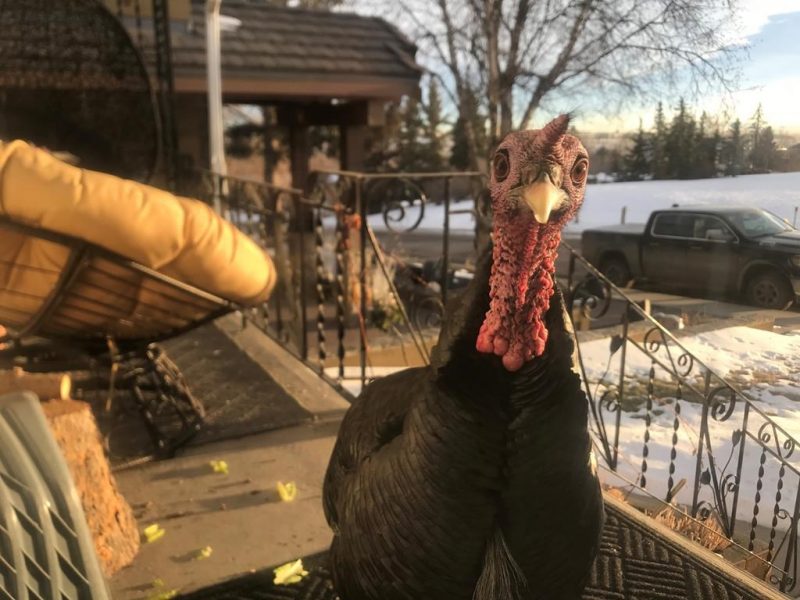 A turkey, nicknamed “Turk Diggler” is shown in this handout photo in Calgary on January 23, 2020.