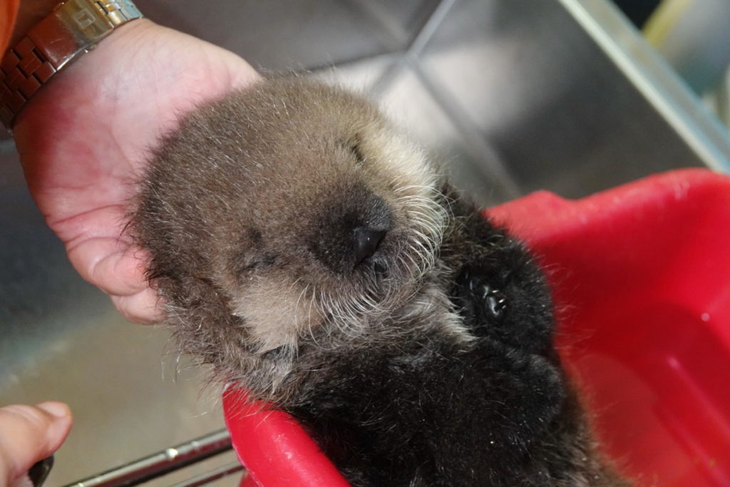 Tiny baby sea otter receiving around-the-clock care at marine rescue ...