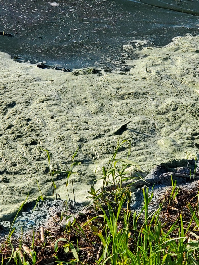 Blue-green algae at Moose Lake in Alberta on Monday, July 6, 2020.