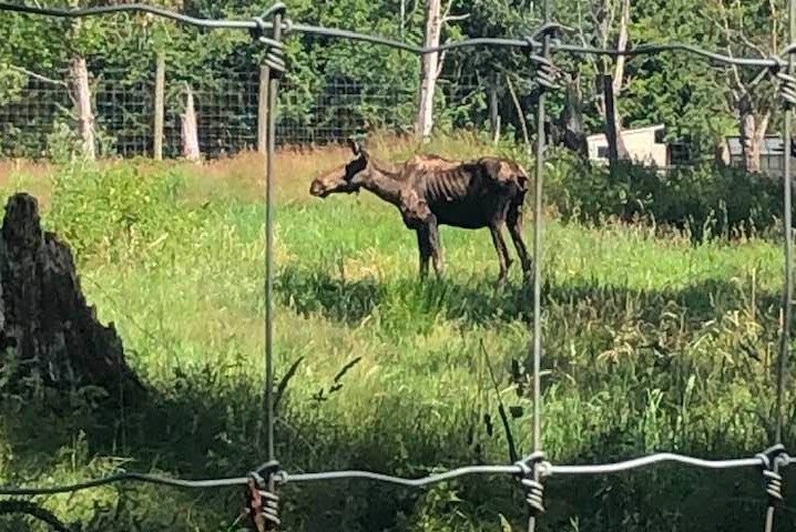Animal rights activists are rallying at the Greater Vancouver Zoo on Sunday, after an emaciated moose was euthanized at the facility.