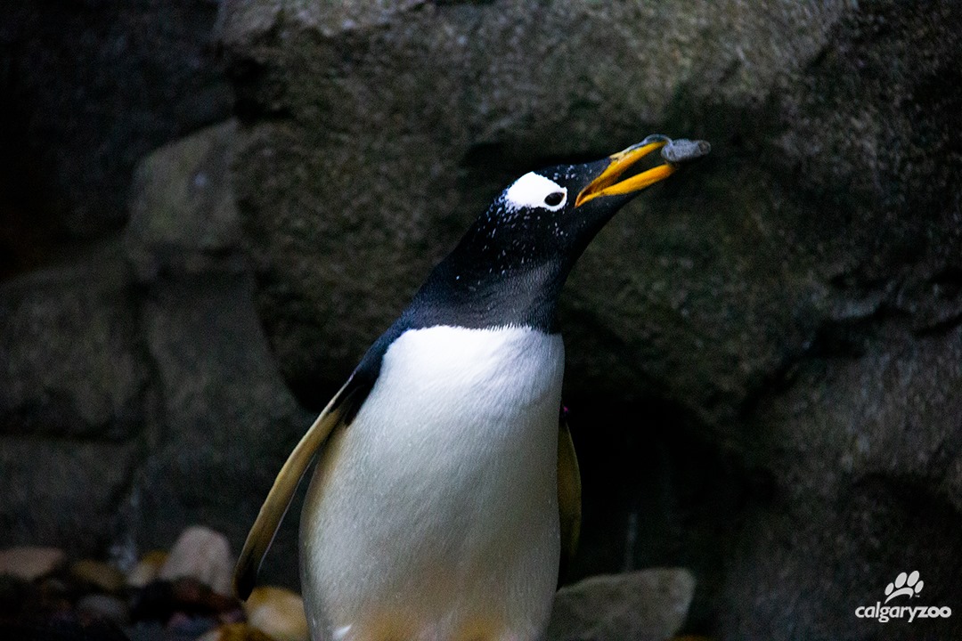 The Calgary Zoo announced Tuesday that Roz the penguin had died due to a reproductive tract tear.