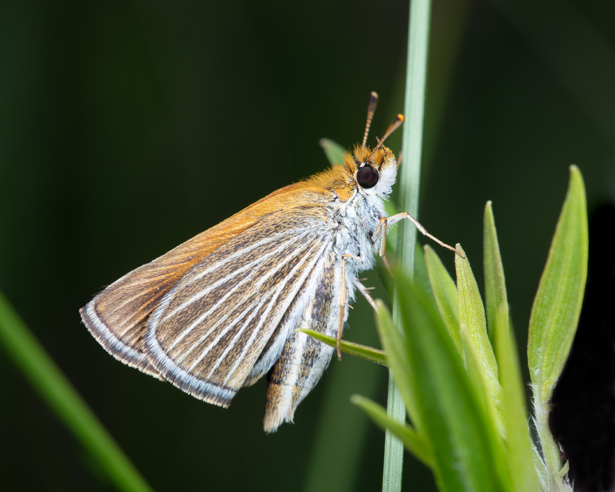 Poweshiek skipperling butterfly numbers have been falling since 2001.