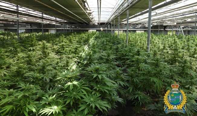 Police officers seized 17,200 marijuana plants from a facility in St. Catharines.