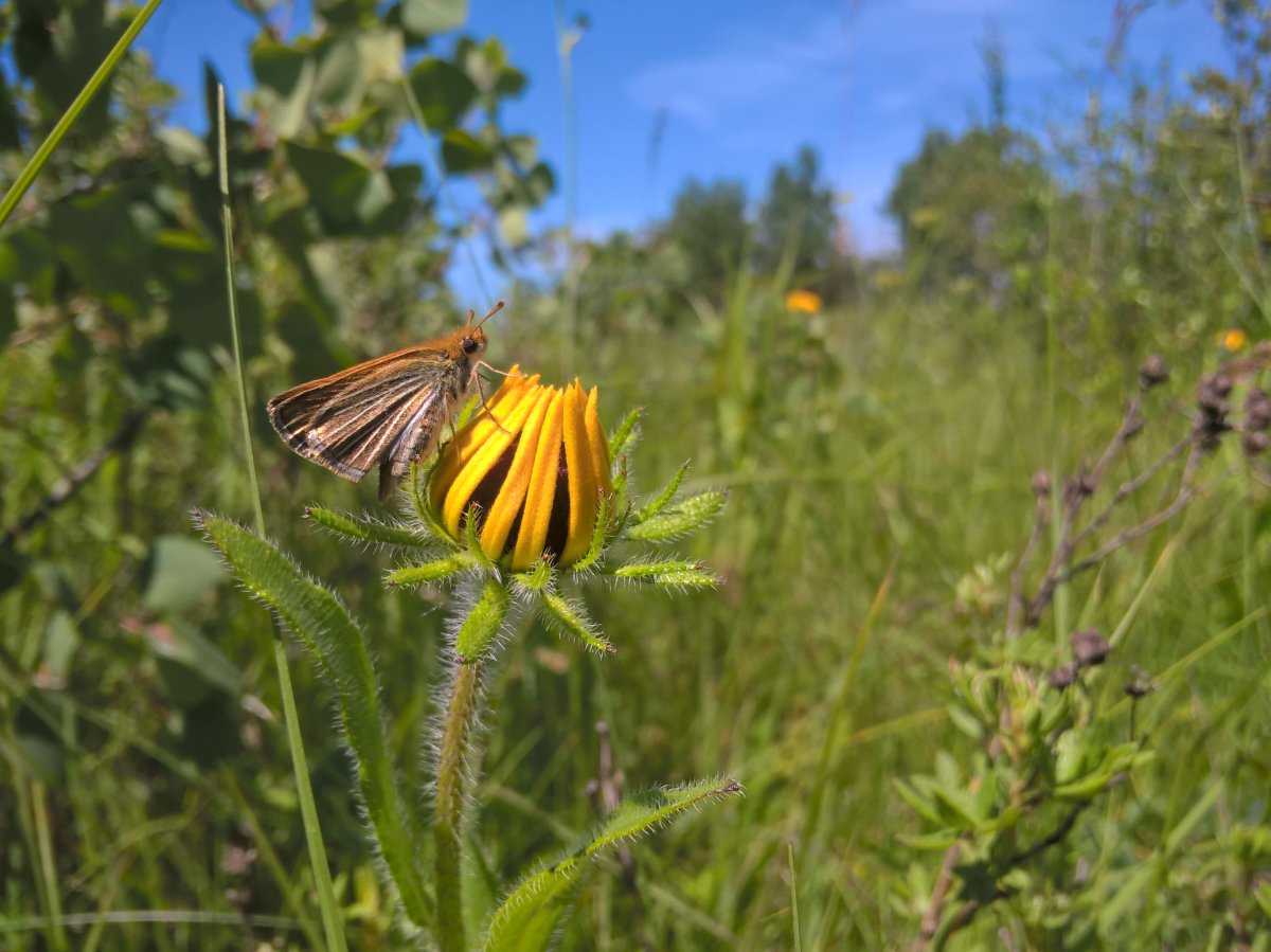 The Assiniboine Park Conservancy has released 19 poweshiek skipperling butterflies, an extremely endangered species they've been breeding in Winnipeg. 