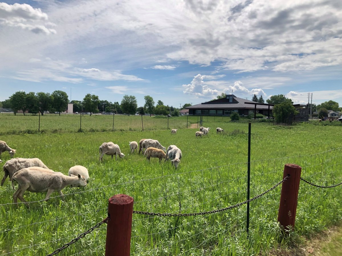 Sheep at Living Prairie Museum in 2019.