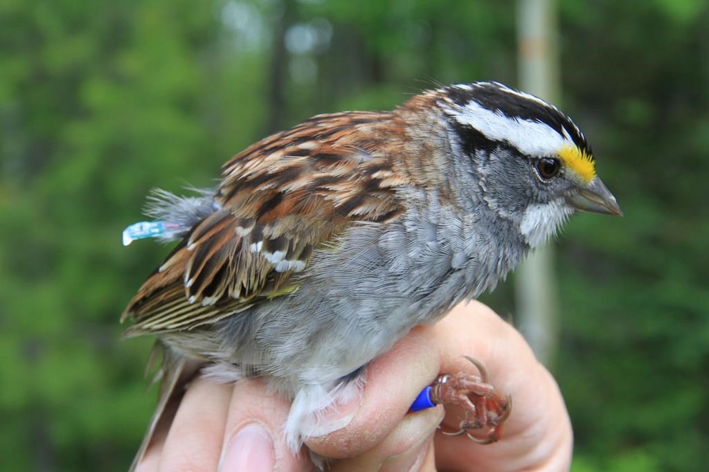 The study shows that white-throated sparrows exposed to one storm per week increased their bodies’ energy stores as a survival mechanism, but two storms per week exhausted the birds’ ability to add to, or draw upon, their energy reserves.