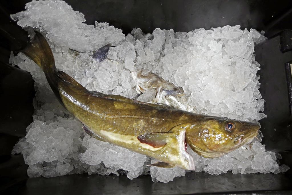 In this Oct. 29, 2015, file photo, a cod to be auctioned sits on ice at the Portland Fish Exchange, in Portland, Maine. Conservartionists and fisheries groups are taking issue with this year's catch limit on Newfoundland's northern cod stock, which federal scientists say is still critically depleted. THE CANADIAN PRESS/ AP/Robert F. Bukaty, File.
