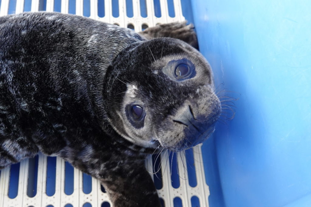 Seal pup Zenon Samuel is receiving care at the Oceanwise Marine Mammal Rescue Centre. 