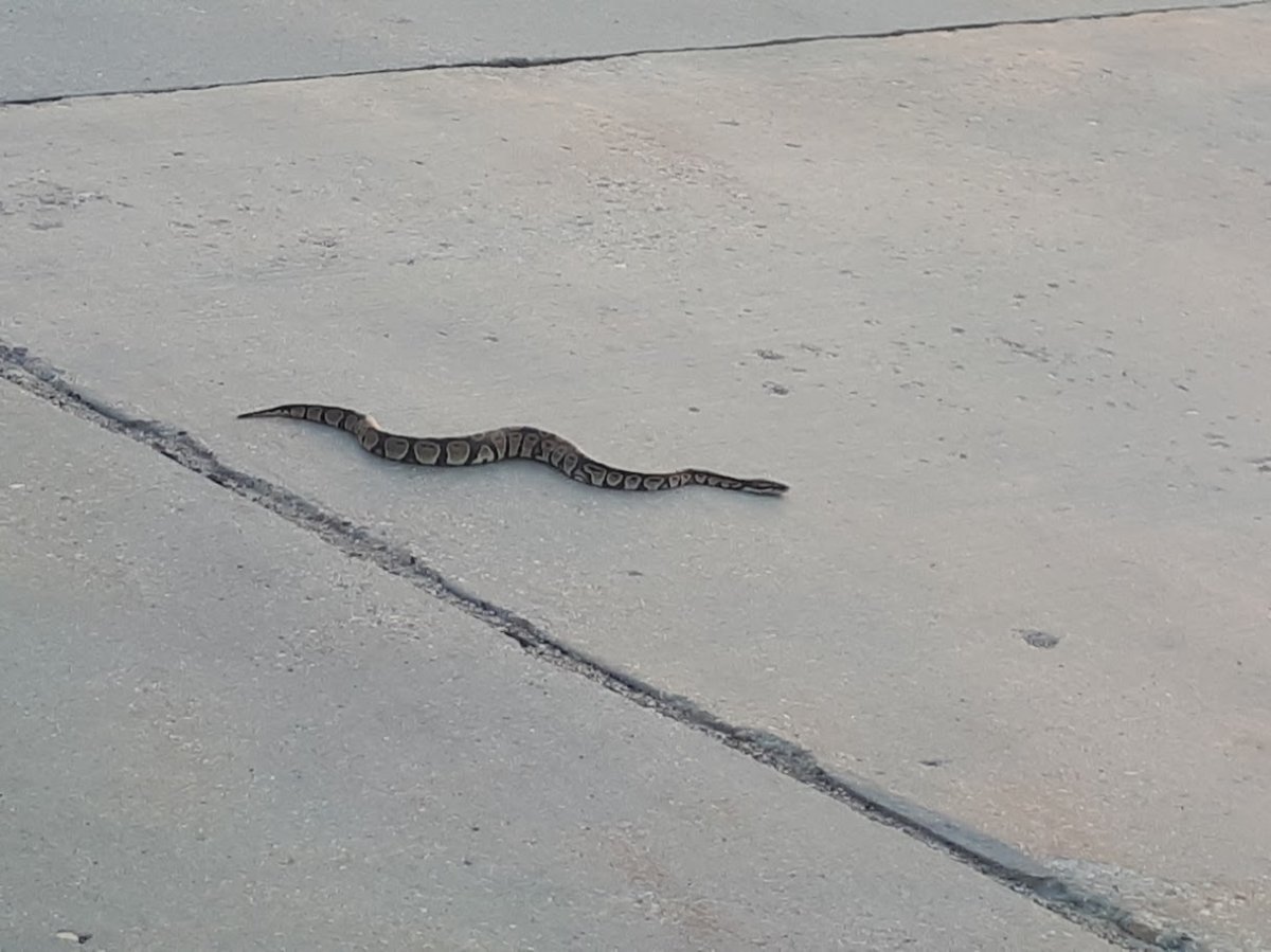 The city says a ball python seen on the loose near the University of Manitoba has yet to be found.