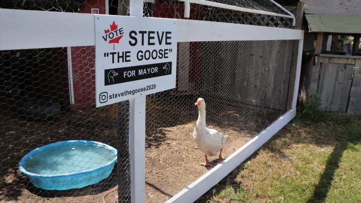 Steve the Goose in his enclosure on Carla Shymko’s acreage, decorated with a mayoral lawn sign, on July 31, 2020