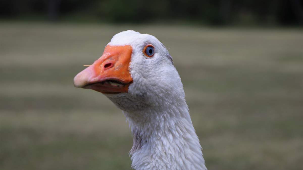 Steve the Goose has striking blue eyes, a bright orange bill and a mixture of white and grey feathers