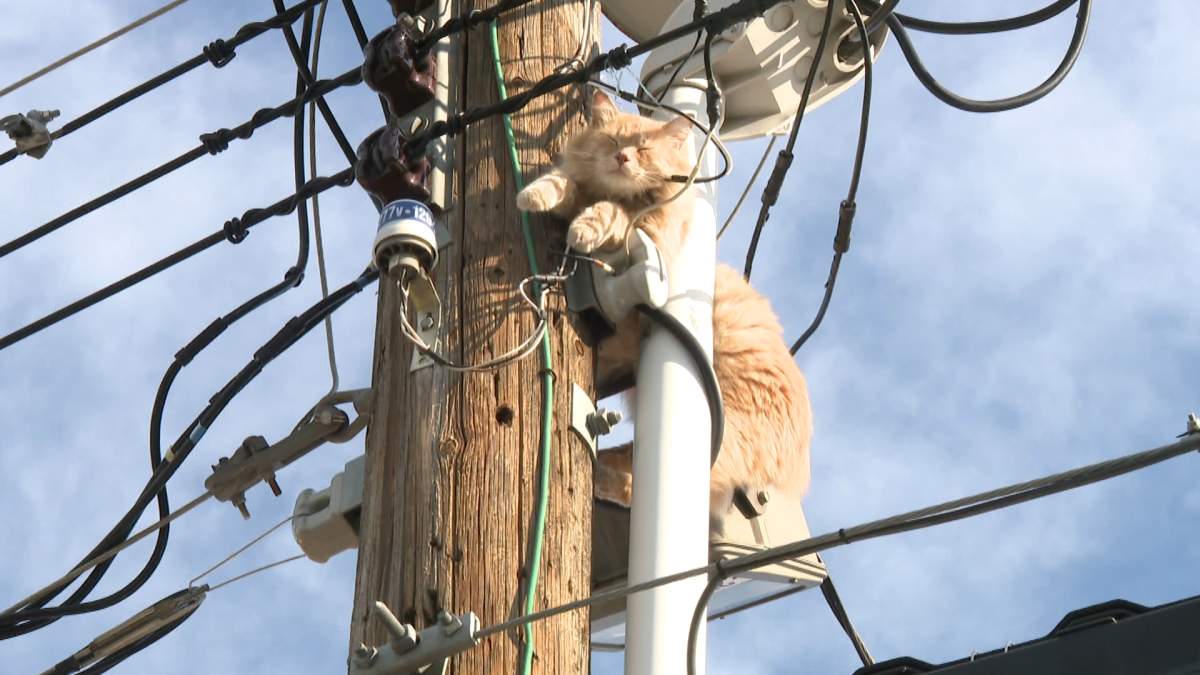 A cat caught at the top of a pole in northeast Calgary on Friday, July 3, 2020.