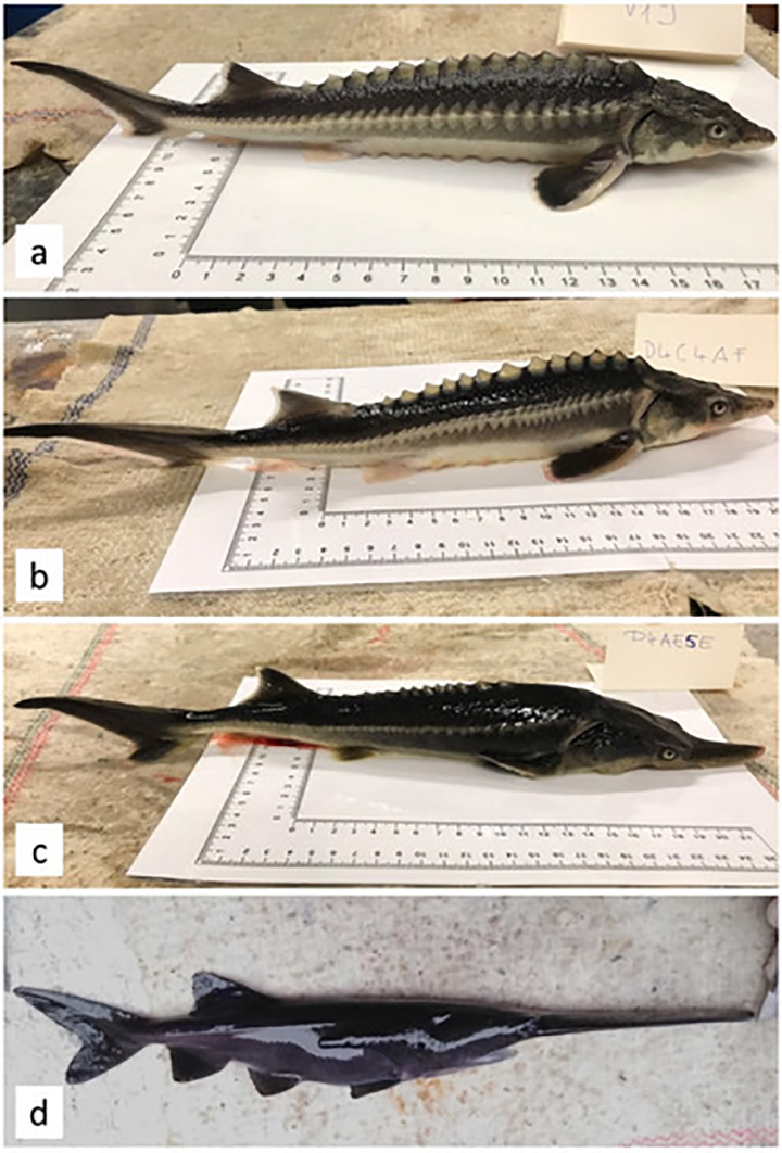 A Russian sturgeon is shown at the top (a). An American paddlefish is shown at the bottom (d). Two different sturddlefish hybrids are shown in the middle, (c) and (d).