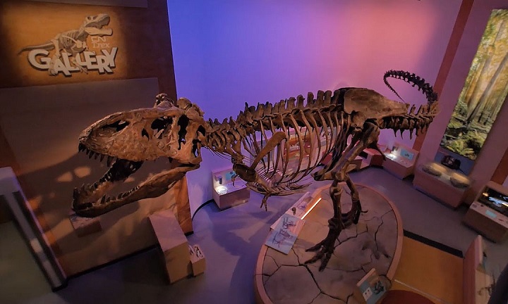 The Royal Saskatchewan Museum announced Thursday that Scotty will roar once again when it reopens its doors to the public on Friday.