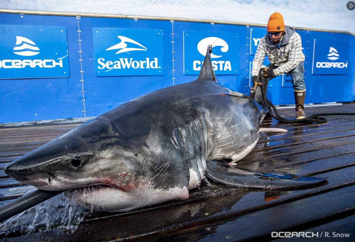 Teazer, a 10-foot-nine great white shark, was first tagged by OCEARCH off of Lunenburg, N.S., on Oct 3, 2019.