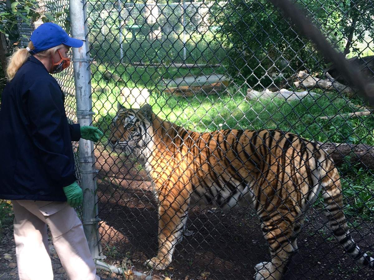 Big cats, bears, ferrets: U.S. zoo begins vaccinating animals against COVID-19 - image