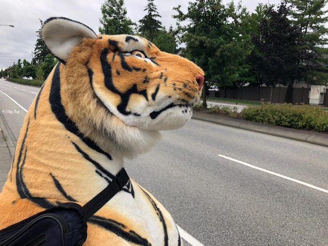 The stuffed tiger, out for a stroll Thursday morning. Credit: Global News